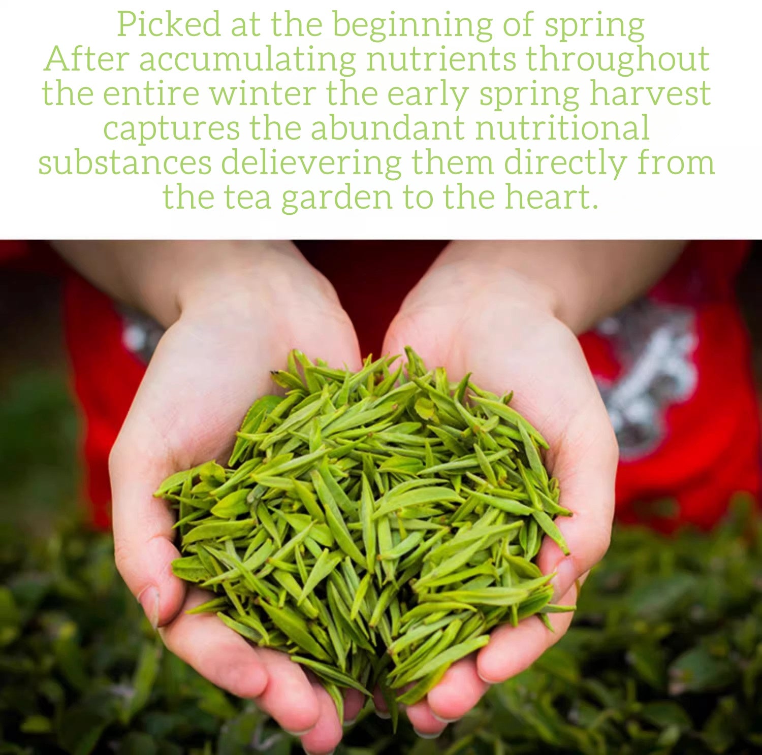 China Tea Early Spring Premium Maojian Green Tea Black Tea Wudang Mountain Taoist Tea